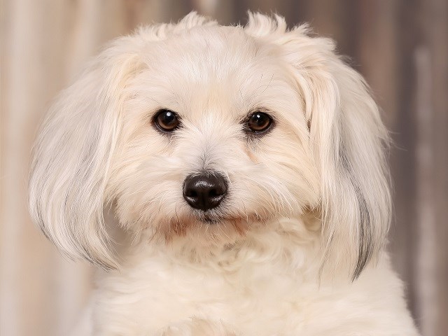 Coton De Tulear thumbnail